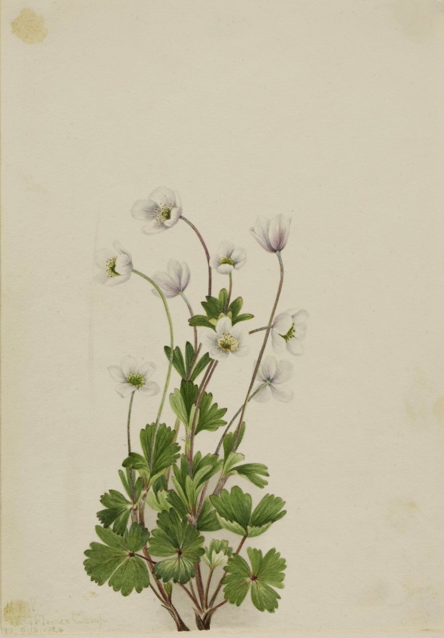 Anémona do Norte (Anemone parviflora) de Mary Vaux Walcott