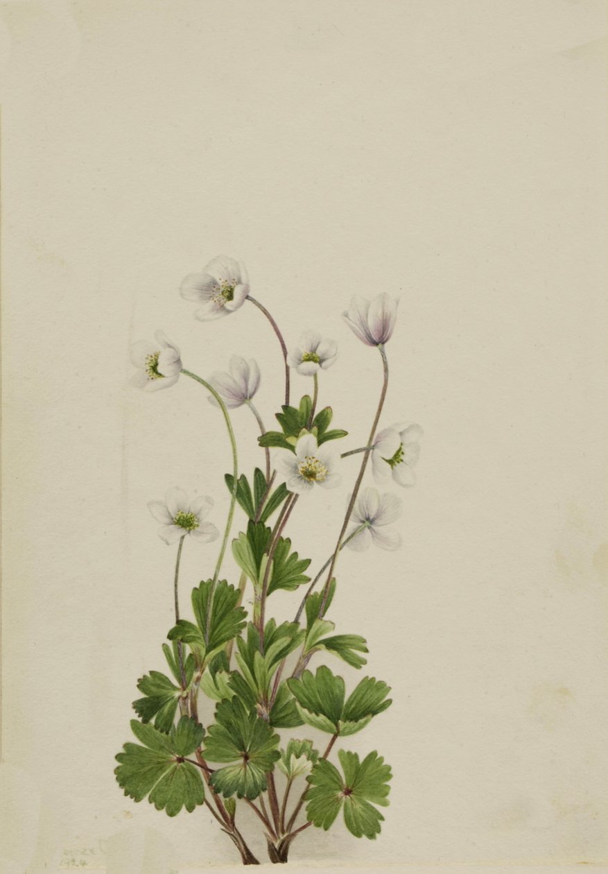 Northern Anemone Anemone parviflora, 1924. de Mary Vaux Walcott