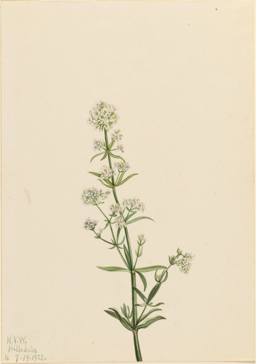 Palha do Norte (Galium boreale) de Mary Vaux Walcott