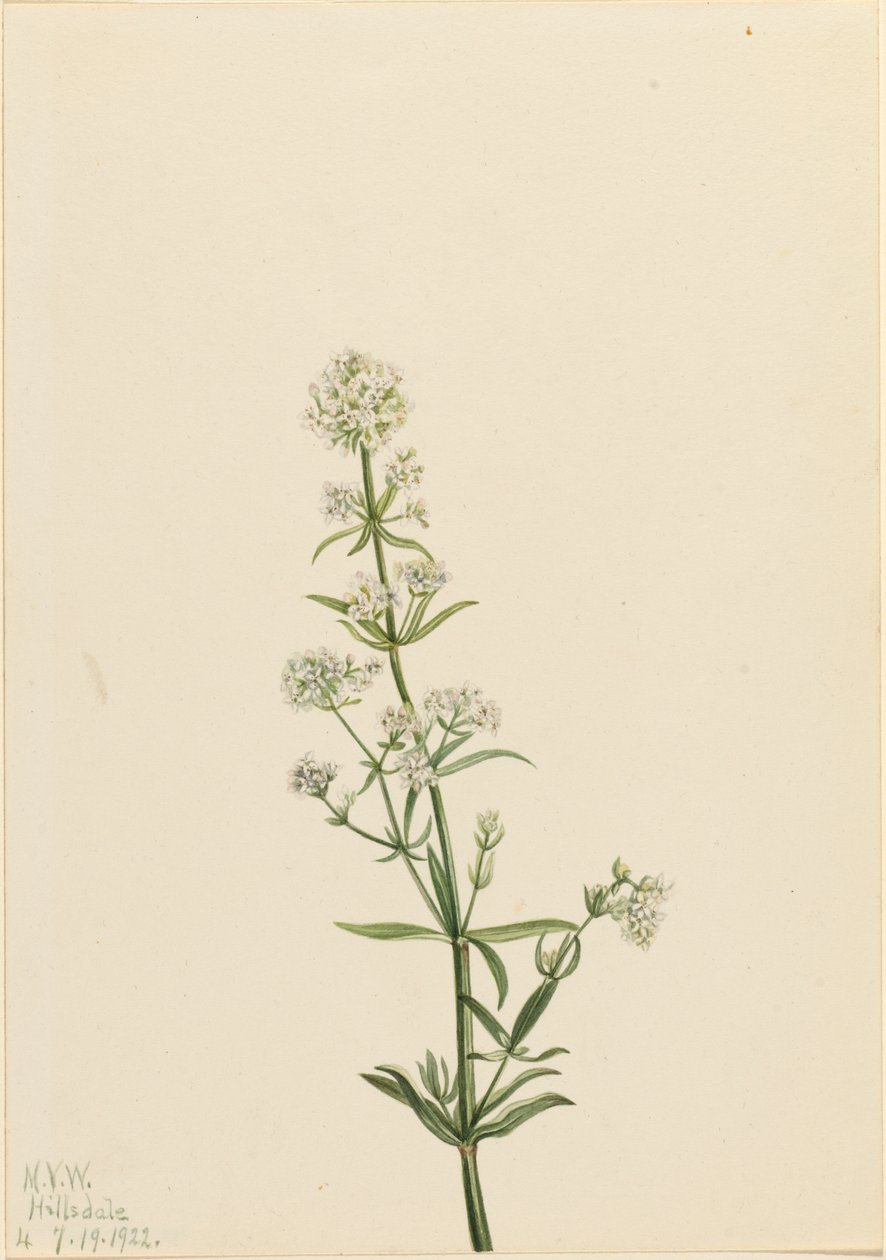 Northern Bedstraw Galium boreale, 1922. de Mary Vaux Walcott
