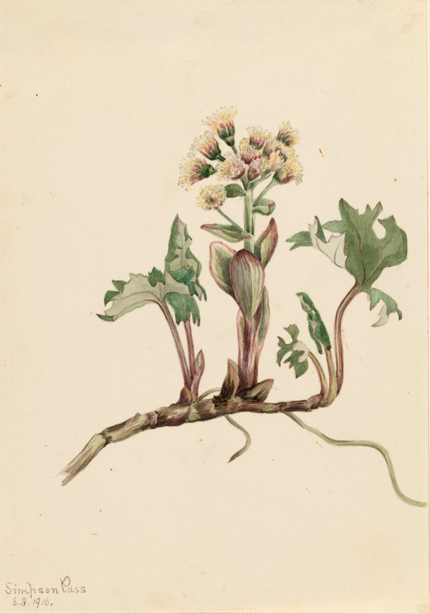 Northern Butterbur Petasites hyperboreus, 1916. de Mary Vaux Walcott