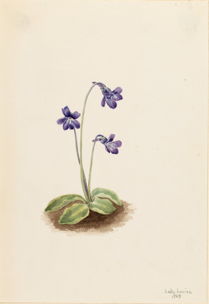 Erva-moura do Norte (Pinguicula vulgaris) de Mary Vaux Walcott