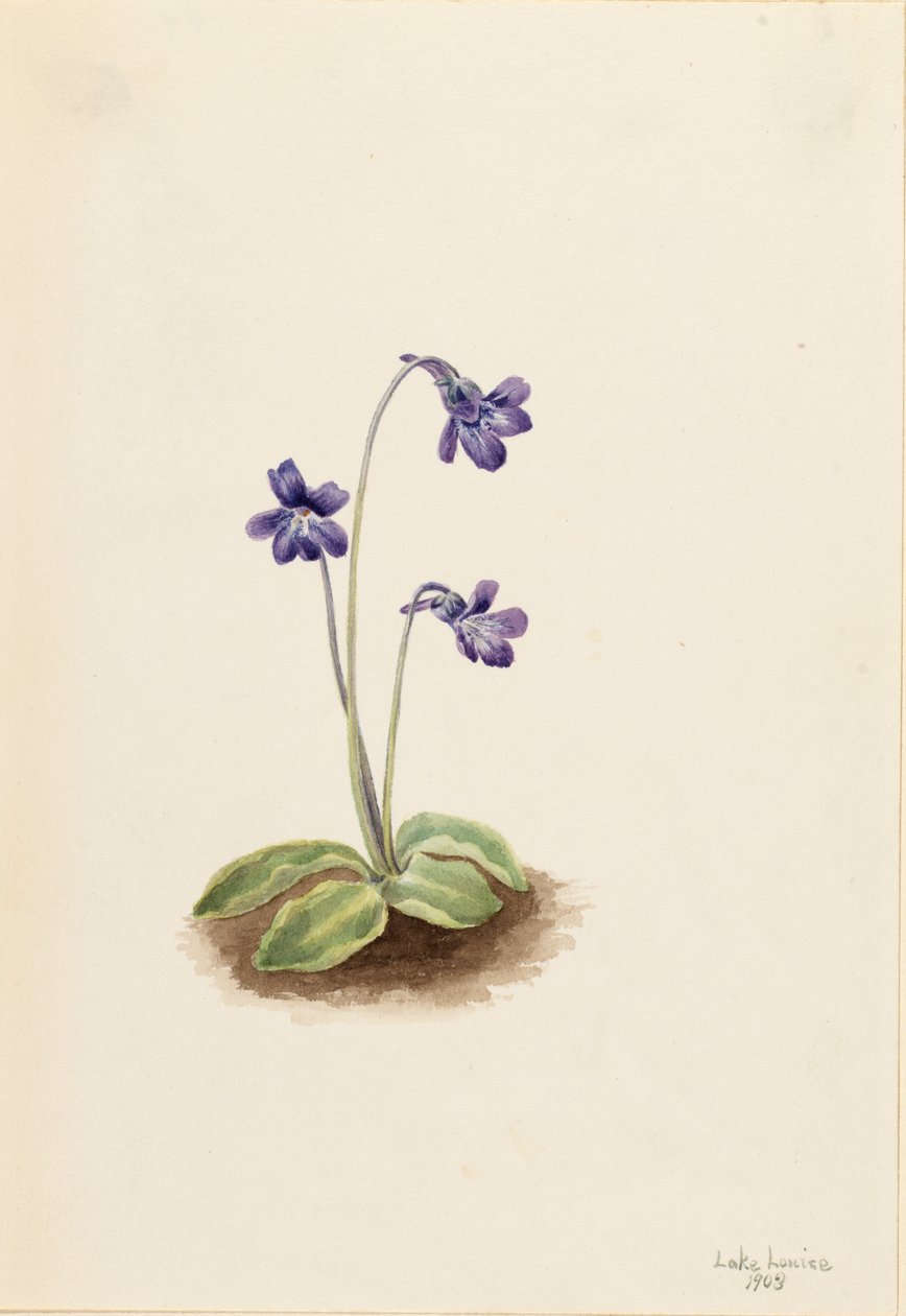 Northern Butterwort Pinguicula vulgaris, 1903. de Mary Vaux Walcott