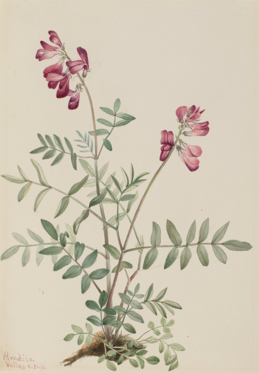 Hedysarum do Norte (Hedysarum boreale) de Mary Vaux Walcott