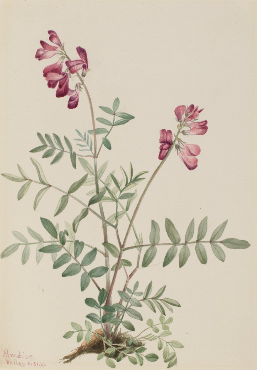 Northern Hedysarum Hedysarum boreale, 1916 de Mary Vaux Walcott