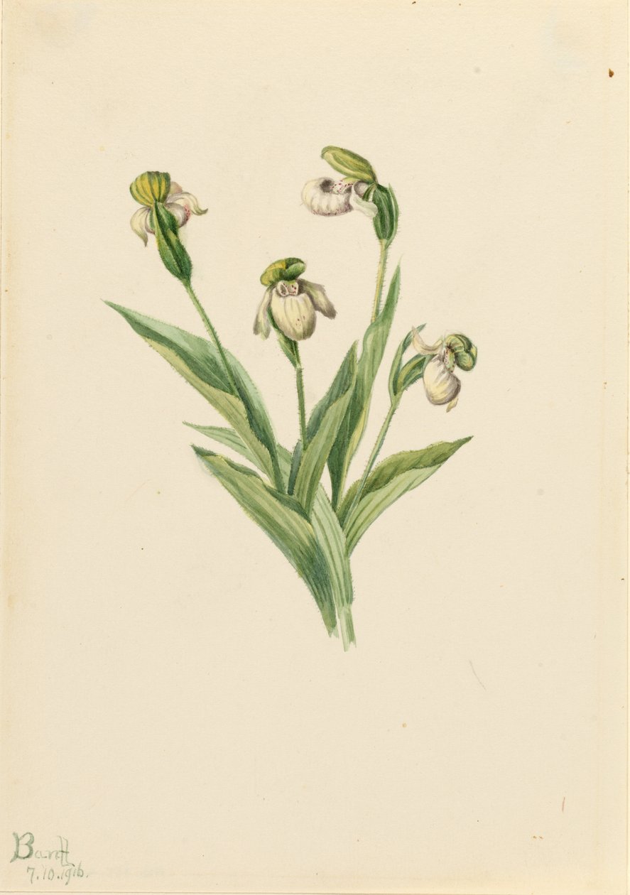 Chinelo de senhora do Norte (Cypripedium passerinum) de Mary Vaux Walcott