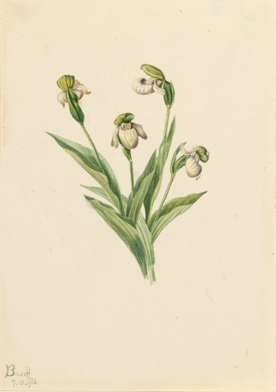 Chinelo de senhora do norte Cypripedium passerinum, 1916. de Mary Vaux Walcott