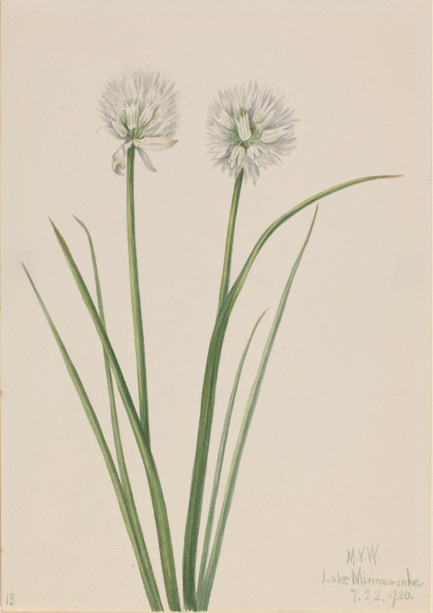 Cebola do Norte (Allium sibiricum) de Mary Vaux Walcott
