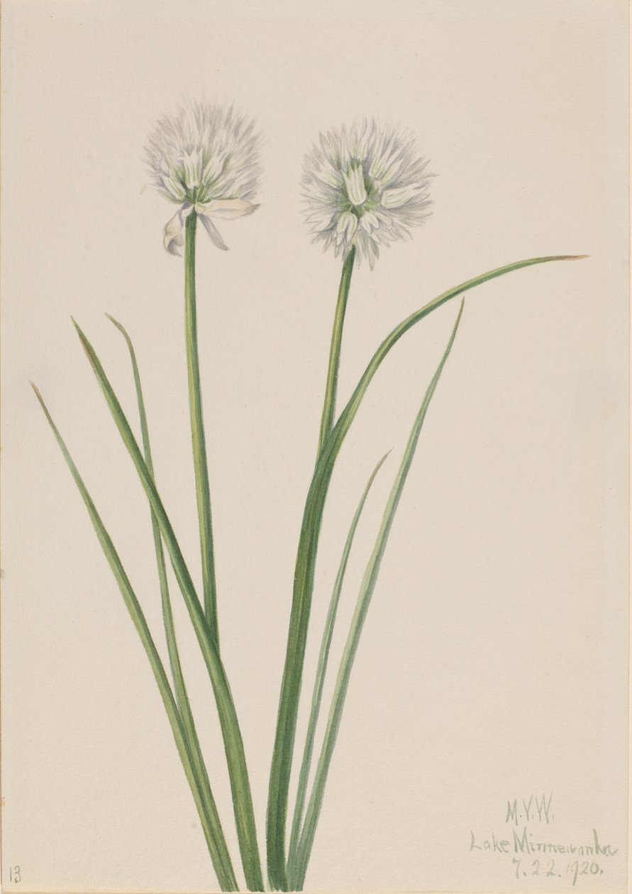 Northern Onion Allium sibiricum, 1920. de Mary Vaux Walcott