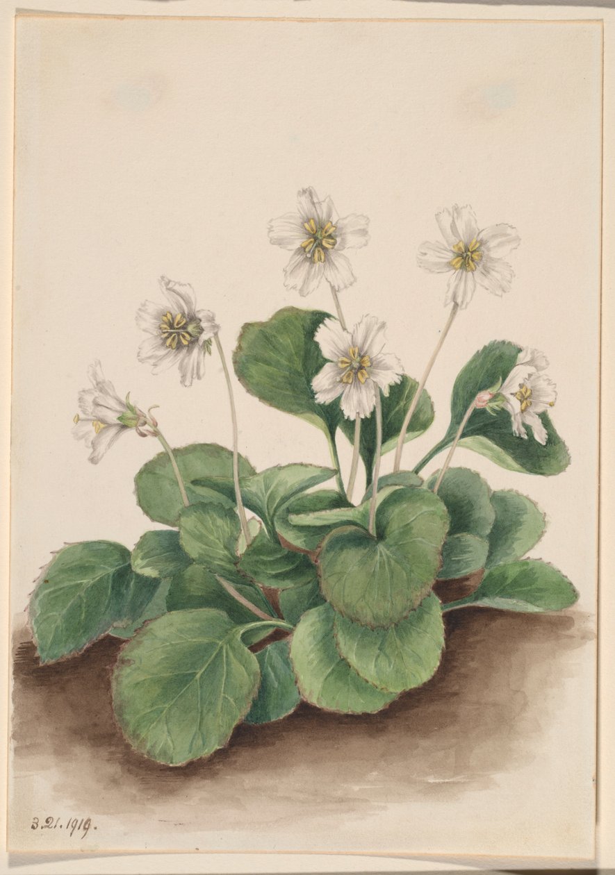 Campainhas de Oconee (Shortia galacifolia) de Mary Vaux Walcott