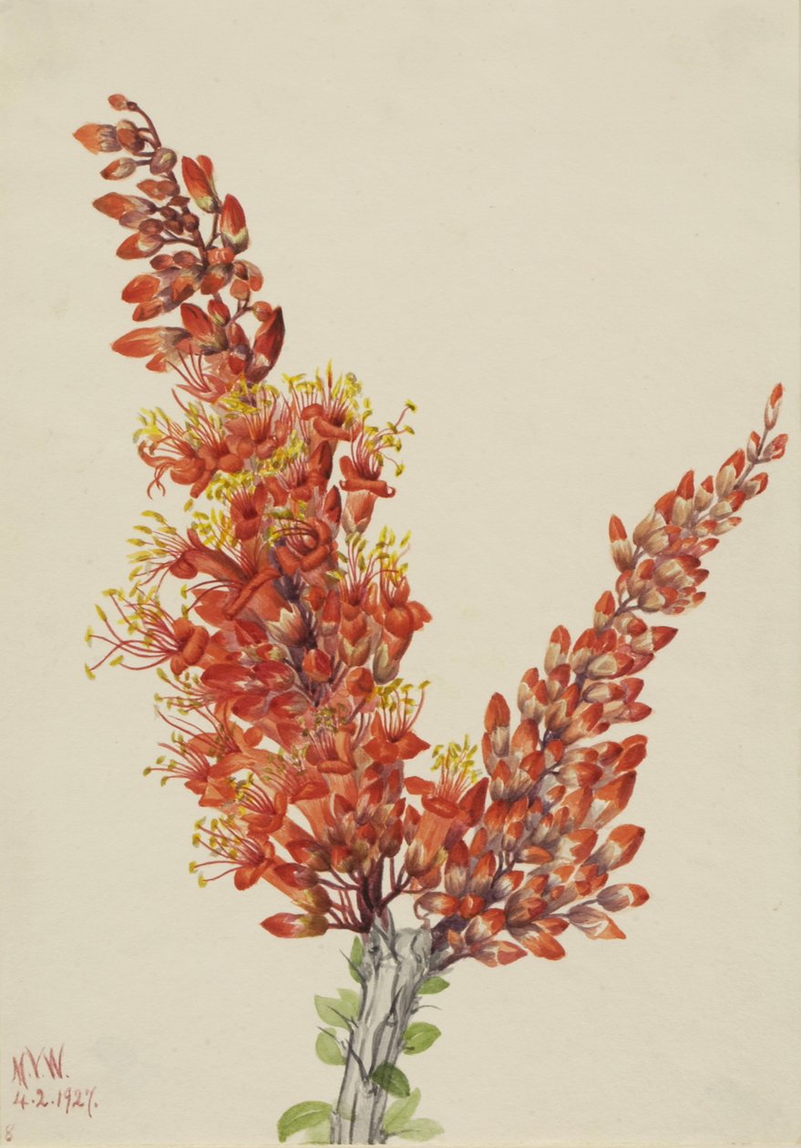 Ocotillo Fouquieria splendens, 1927. de Mary Vaux Walcott