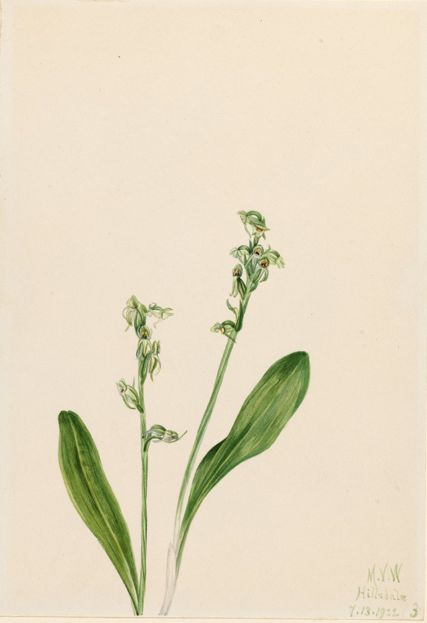 Orquídea de uma folha só (Habenaria obtusata) de Mary Vaux Walcott