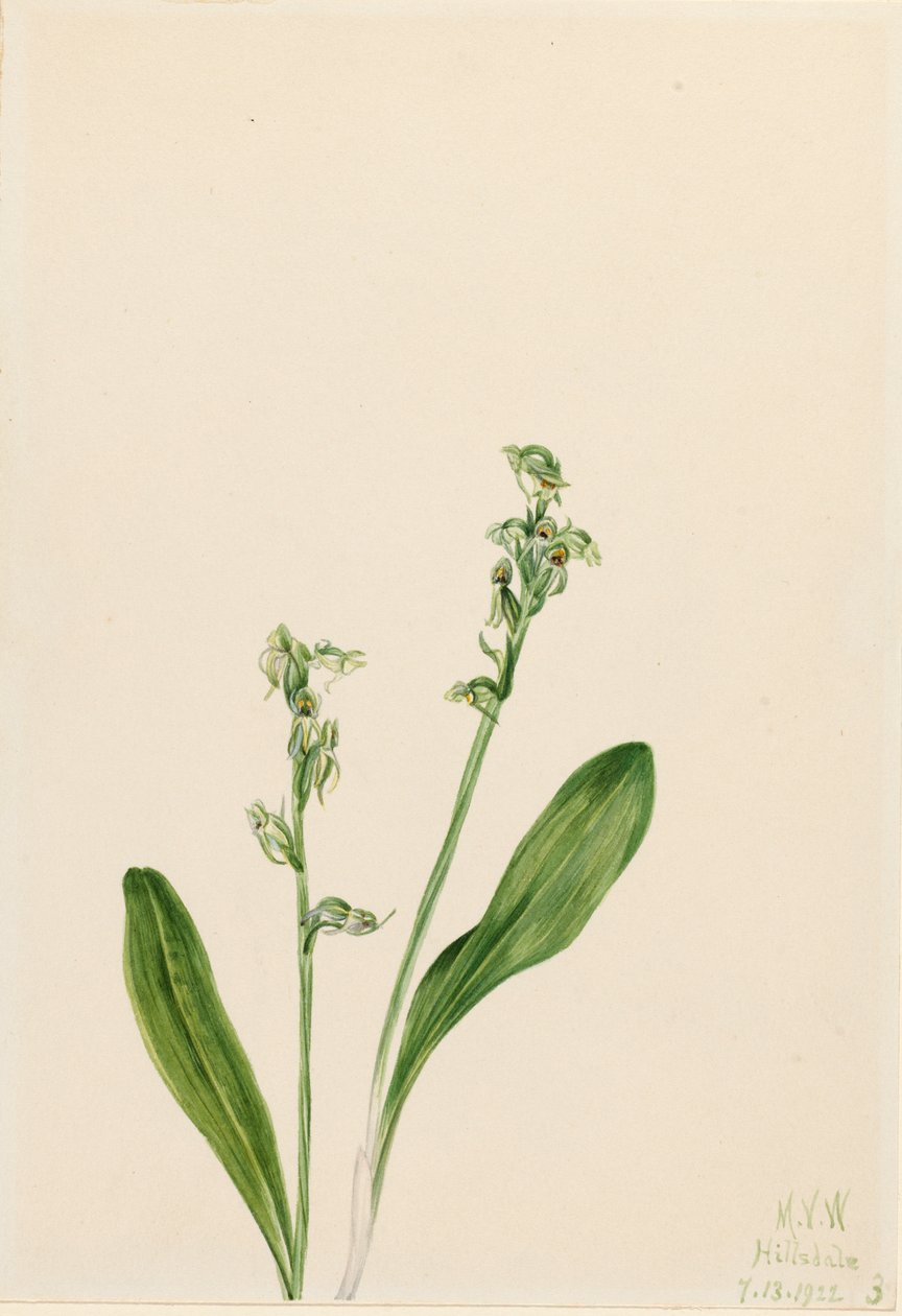 Orquídea Habenaria obtusata de uma folha, 1922. de Mary Vaux Walcott