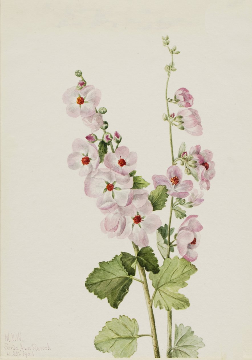 Orange-Eye Globemallow Sphaeralcea davidsonii, 1926. de Mary Vaux Walcott