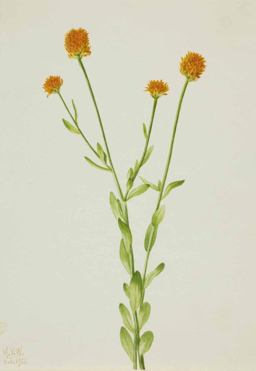 Polygala laranja (Polygala lutea) de Mary Vaux Walcott