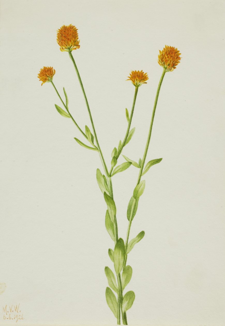 Lutie of the Orange Poles, ೧೯೨೬. de Mary Vaux Walcott