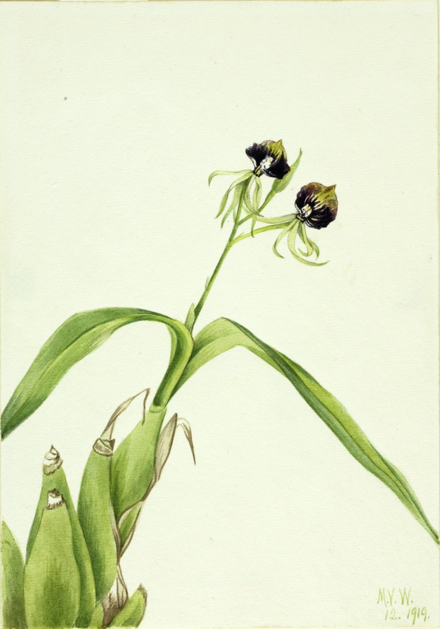 Orquídea (Epidendrum cochleatum) de Mary Vaux Walcott