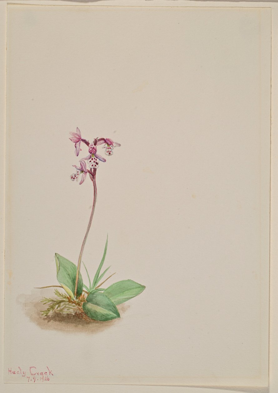 Orquídea (Orchis rotundifolia) de Mary Vaux Walcott
