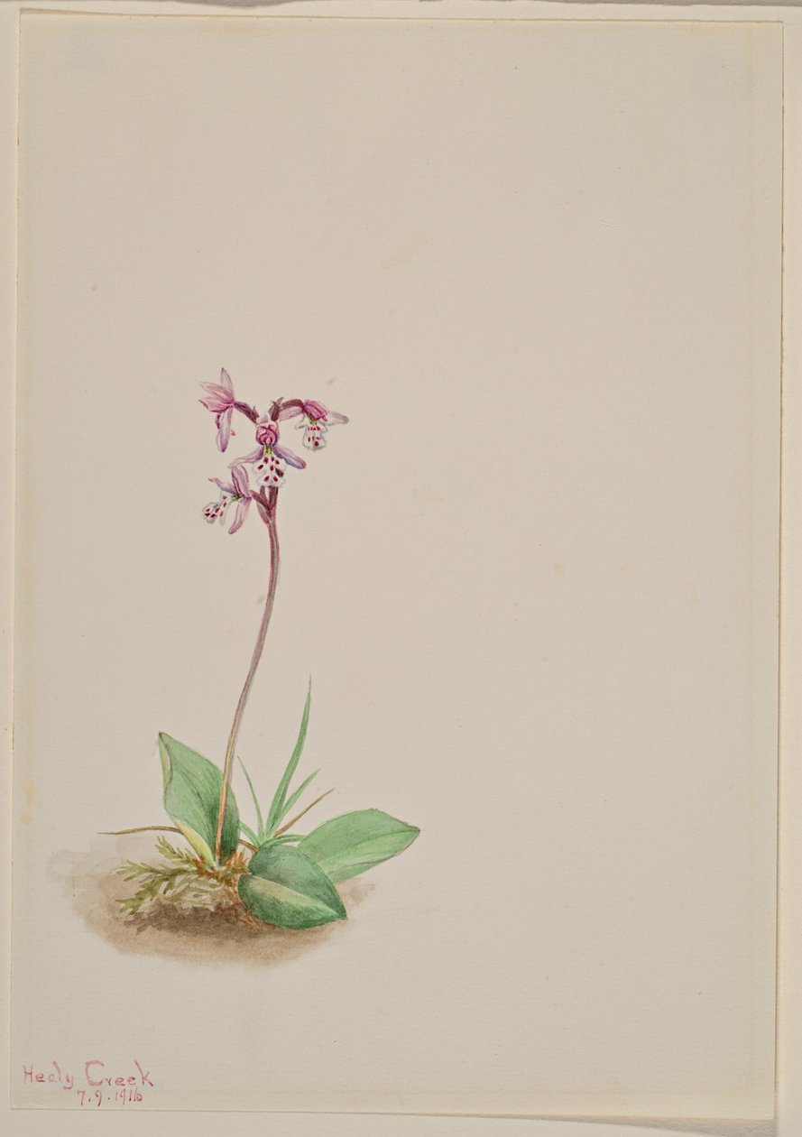 Orchis Orchis rotundifolia, 1916. de Mary Vaux Walcott