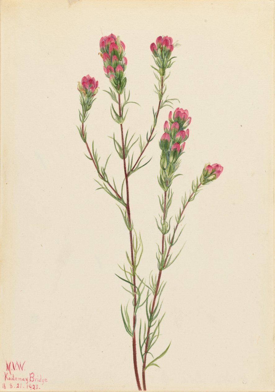 Trevo-das-coroas (Orthocarpus tenuifolius) de Mary Vaux Walcott