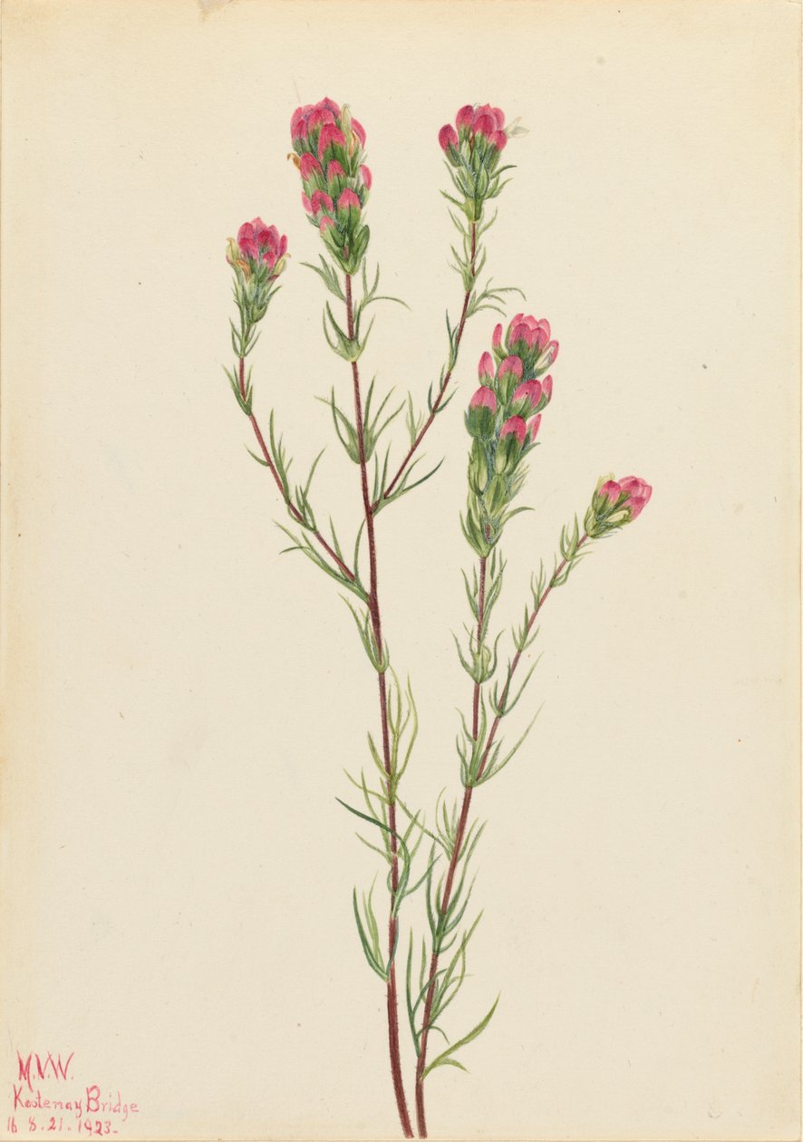 Owl-clover Orthocarpus tenuifolius, 1923. de Mary Vaux Walcott