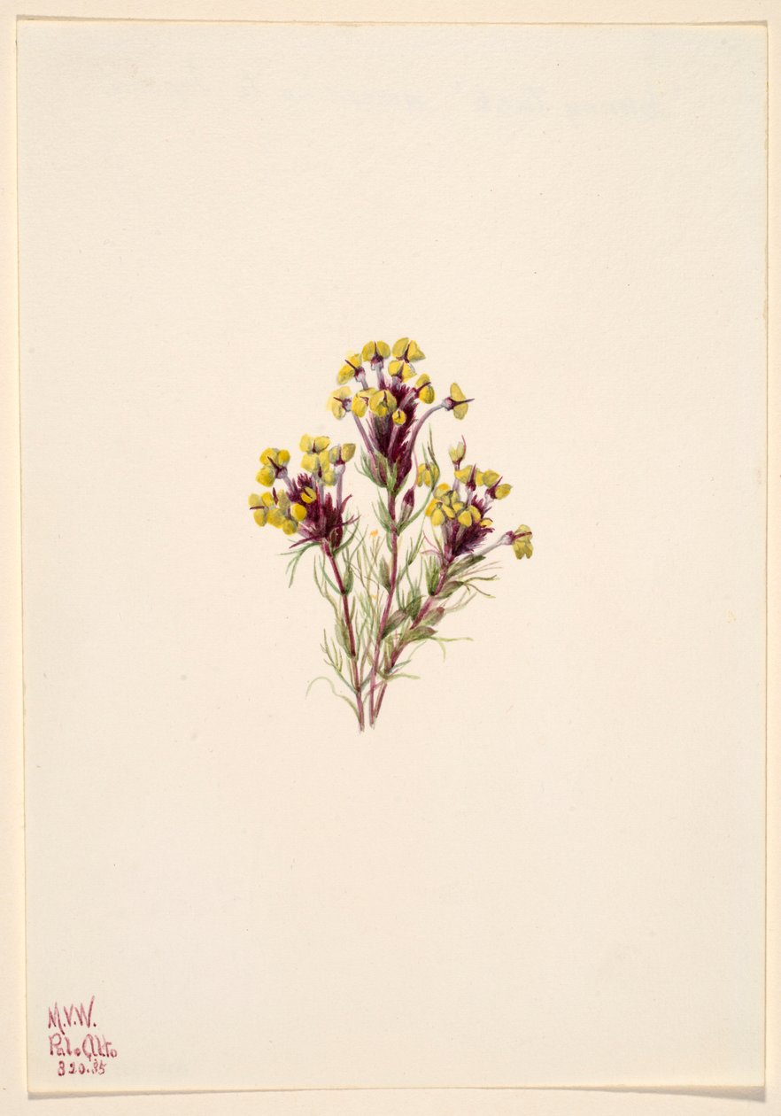 Trevo da coruja (Orthocarpus erianthus) de Mary Vaux Walcott