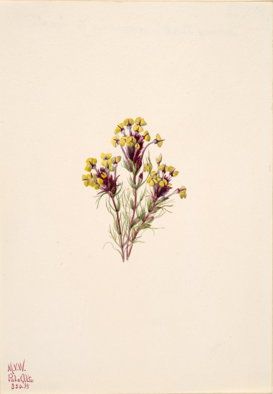 Orthocarpus erianthus do trevo do Coruja, 1935. de Mary Vaux Walcott