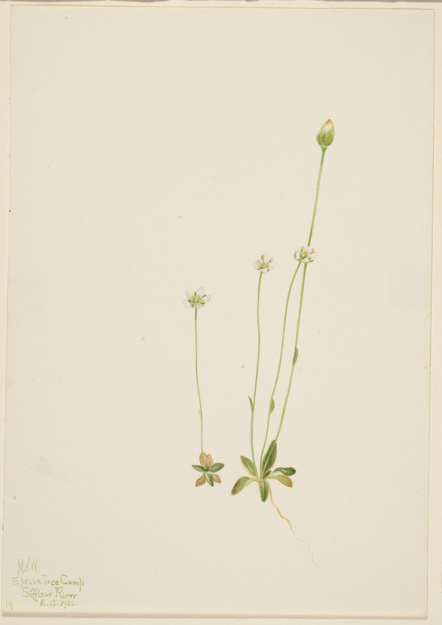 Oxytropis aepicola de Mary Vaux Walcott