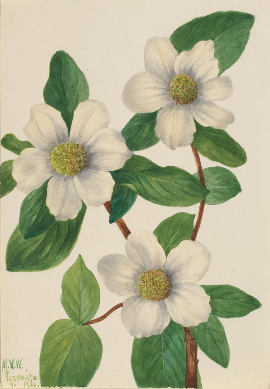 Cornus nuttallii (Cornus nuttallii) de Mary Vaux Walcott