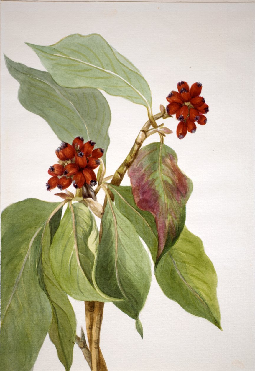 Pacific Dogwood Cornus nuttallii, 1933. de Mary Vaux Walcott