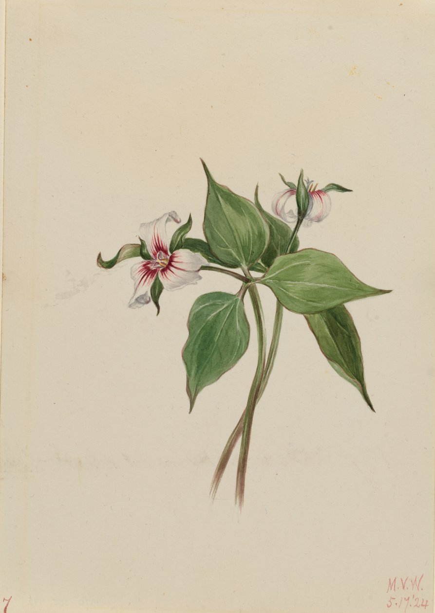 Trillium pintado (Trillium undulatum) de Mary Vaux Walcott