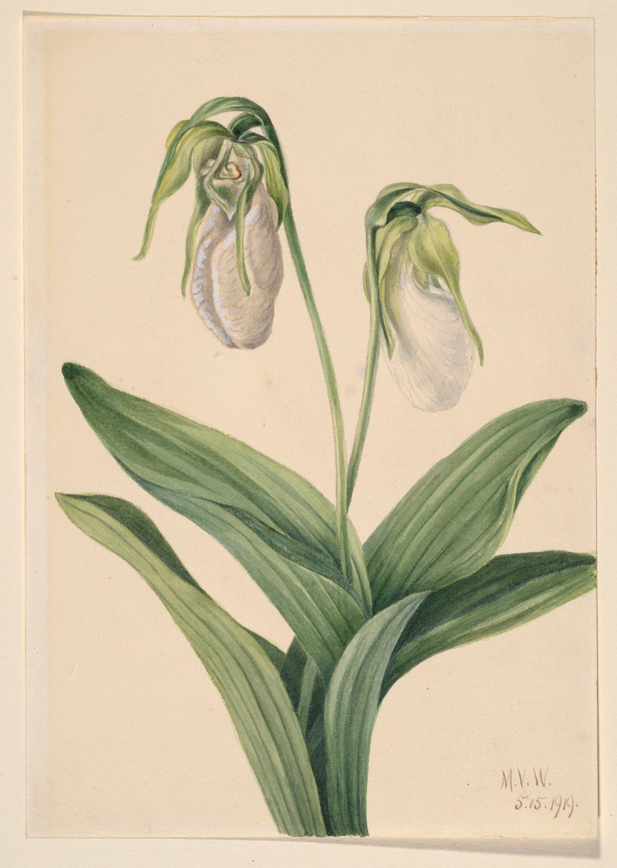 Chinelo de senhora pálido (Cypridedium acaule) de Mary Vaux Walcott