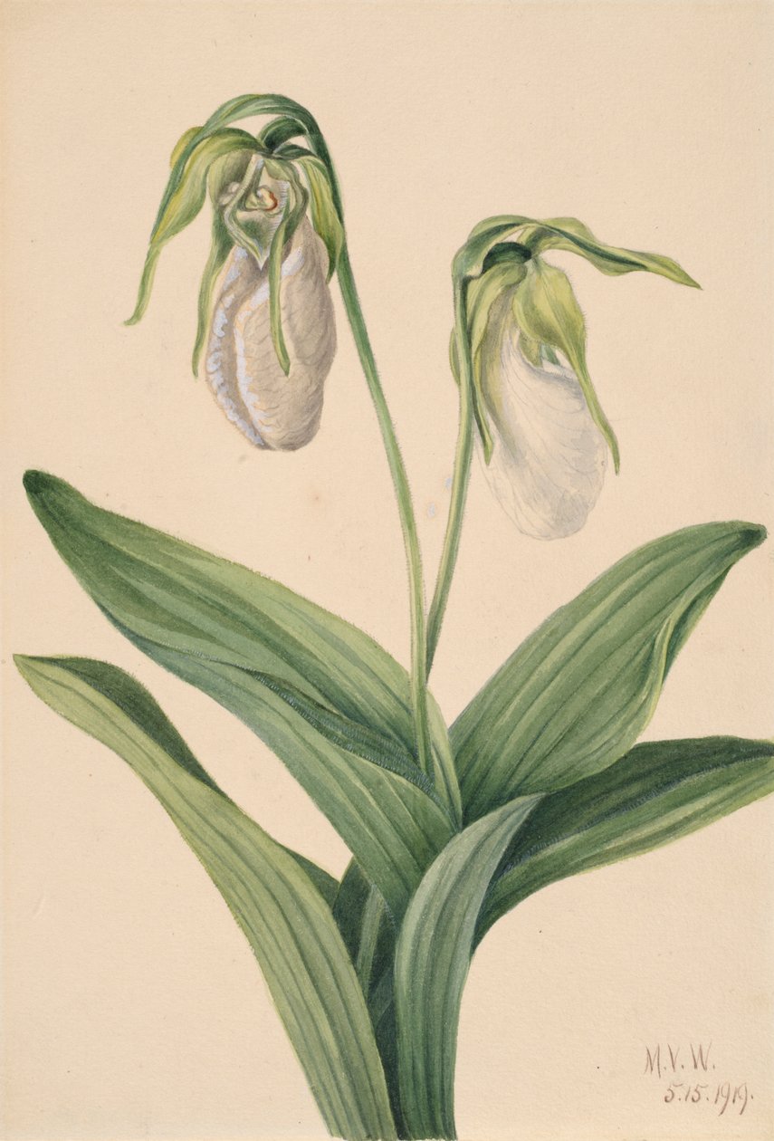 Cypridedium acaule de Chinelo de Senhora Pálida, 1919. de Mary Vaux Walcott