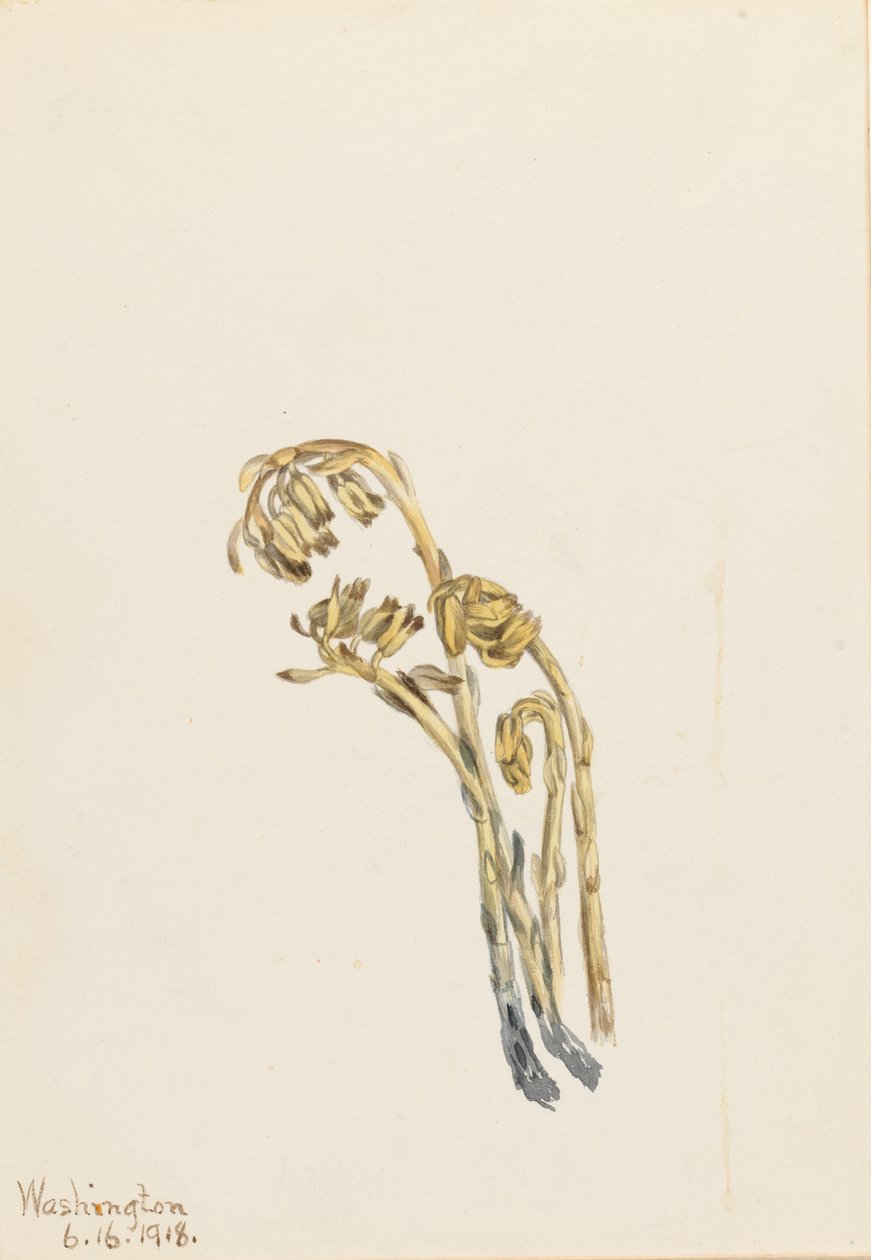Abacaxi pálido (Hypopitys americana) de Mary Vaux Walcott