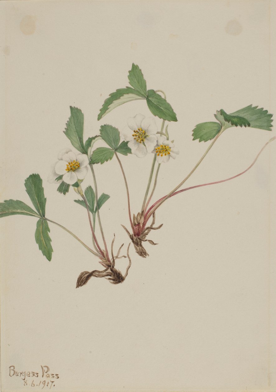 Morango pálido (Fragaria glauca) de Mary Vaux Walcott