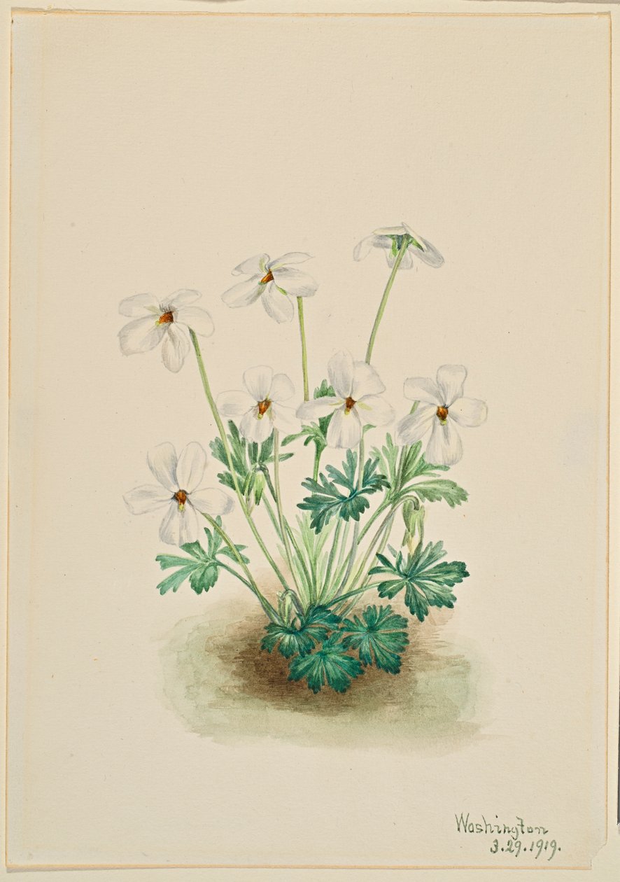 Violeta Pansy (Viola pedata) de Mary Vaux Walcott