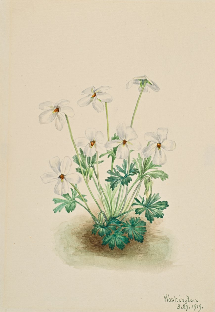 Pansy Violet Viola pedata, 1919. de Mary Vaux Walcott