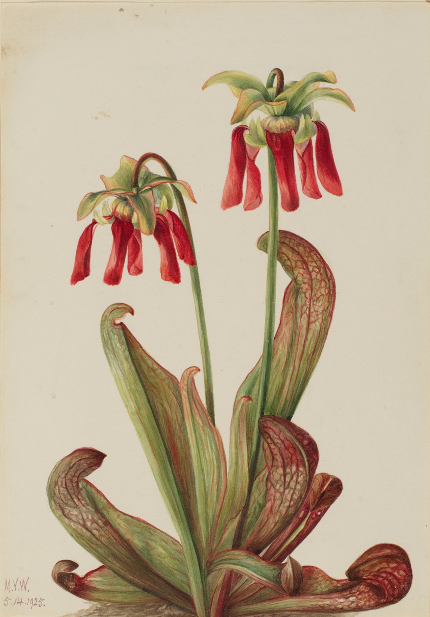 Planta de jarro de papagaio (Sarracenia psittacina) de Mary Vaux Walcott