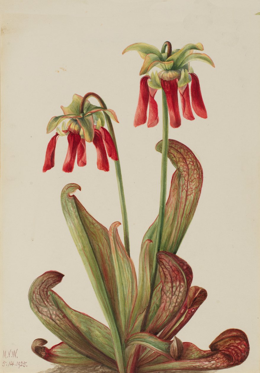 Parrot Pitcherplant Sarracenia psittacina, 1925. de Mary Vaux Walcott