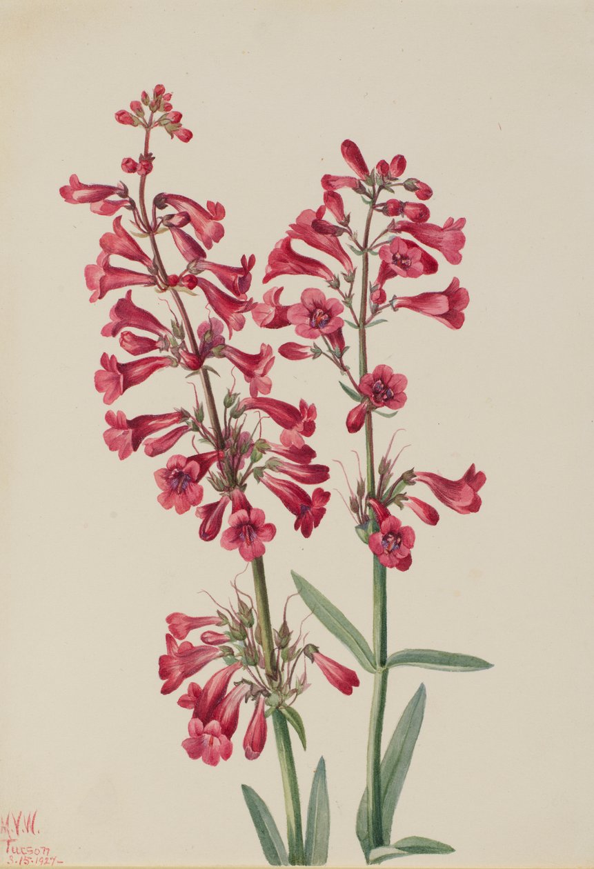 Penstemon de Parry (Penstemon parryi) de Mary Vaux Walcott