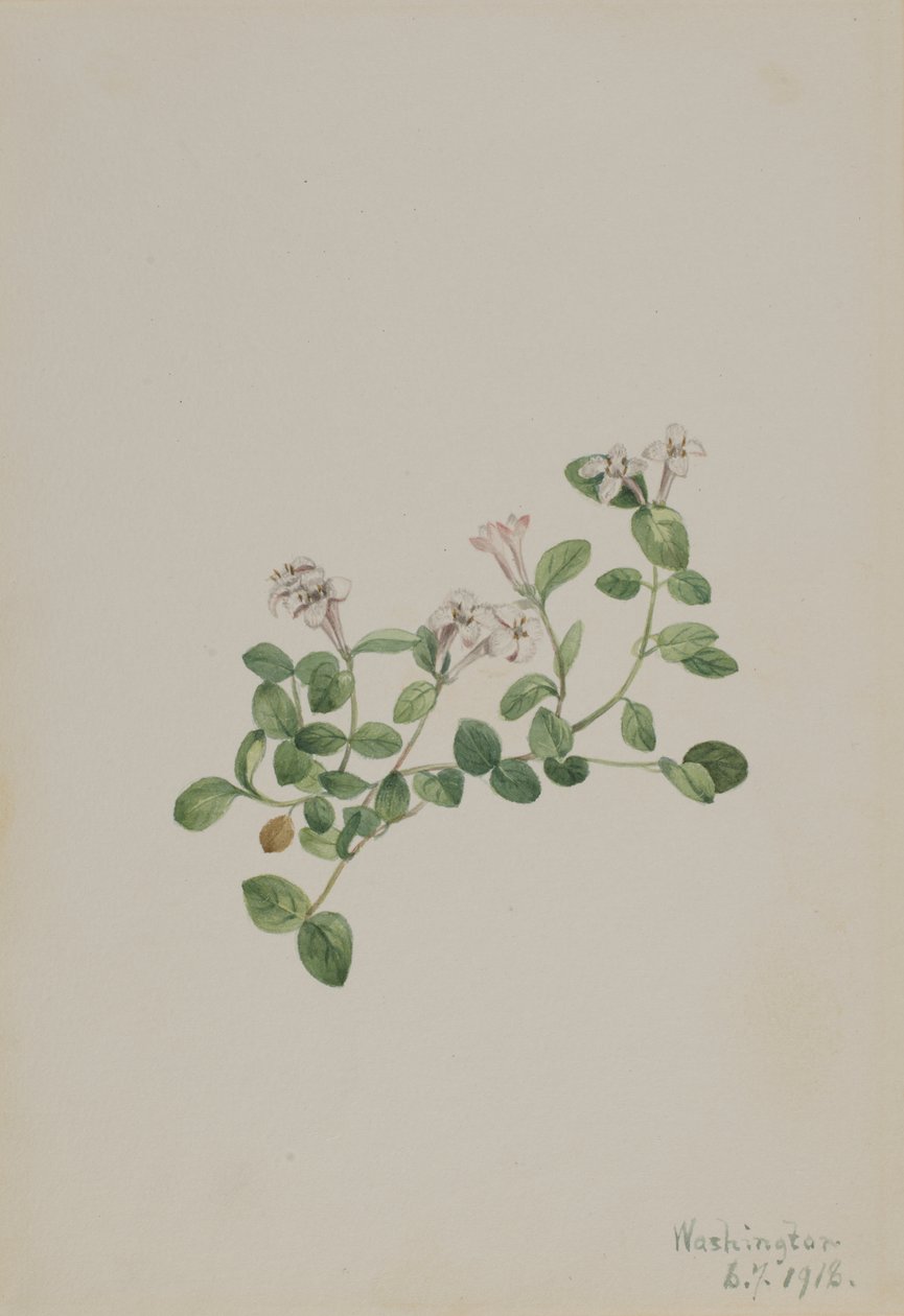 Bagaço de perdiz (Mitchella repena) de Mary Vaux Walcott