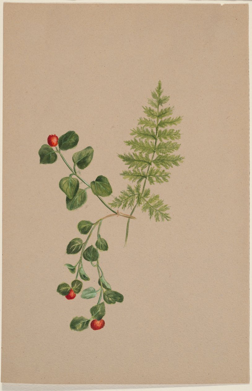 Bagaço de perdiz (Mitchella repens) de Mary Vaux Walcott