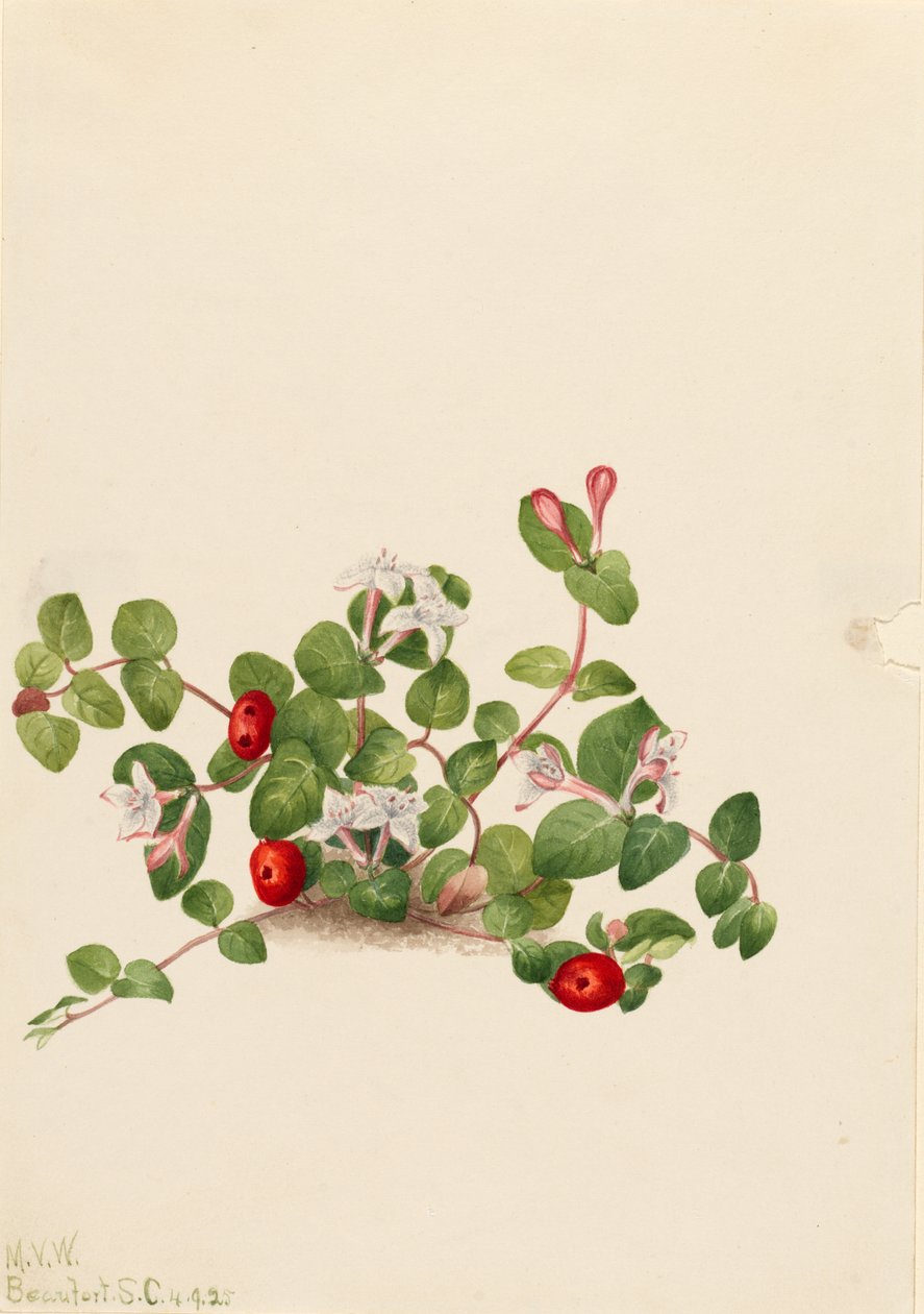 Bagaço de perdiz (Mitchella repens) de Mary Vaux Walcott