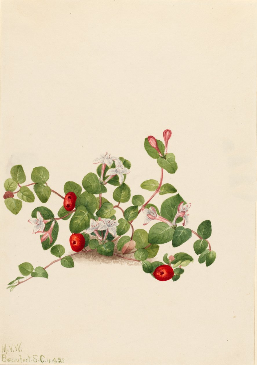Partridgeberry Mitchella repens, 1925. de Mary Vaux Walcott
