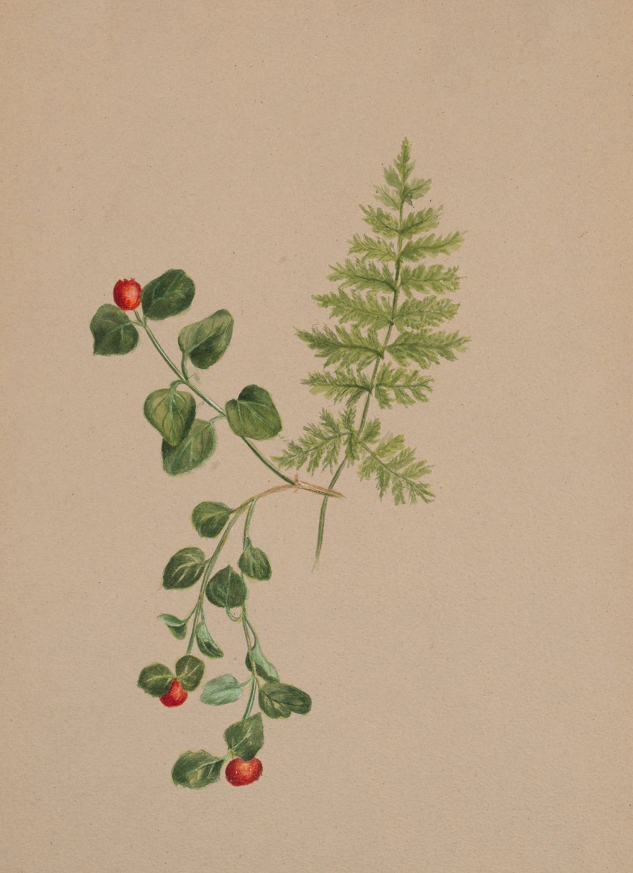 Partridgeberry Mitchella repens, ca. 1883. de Mary Vaux Walcott