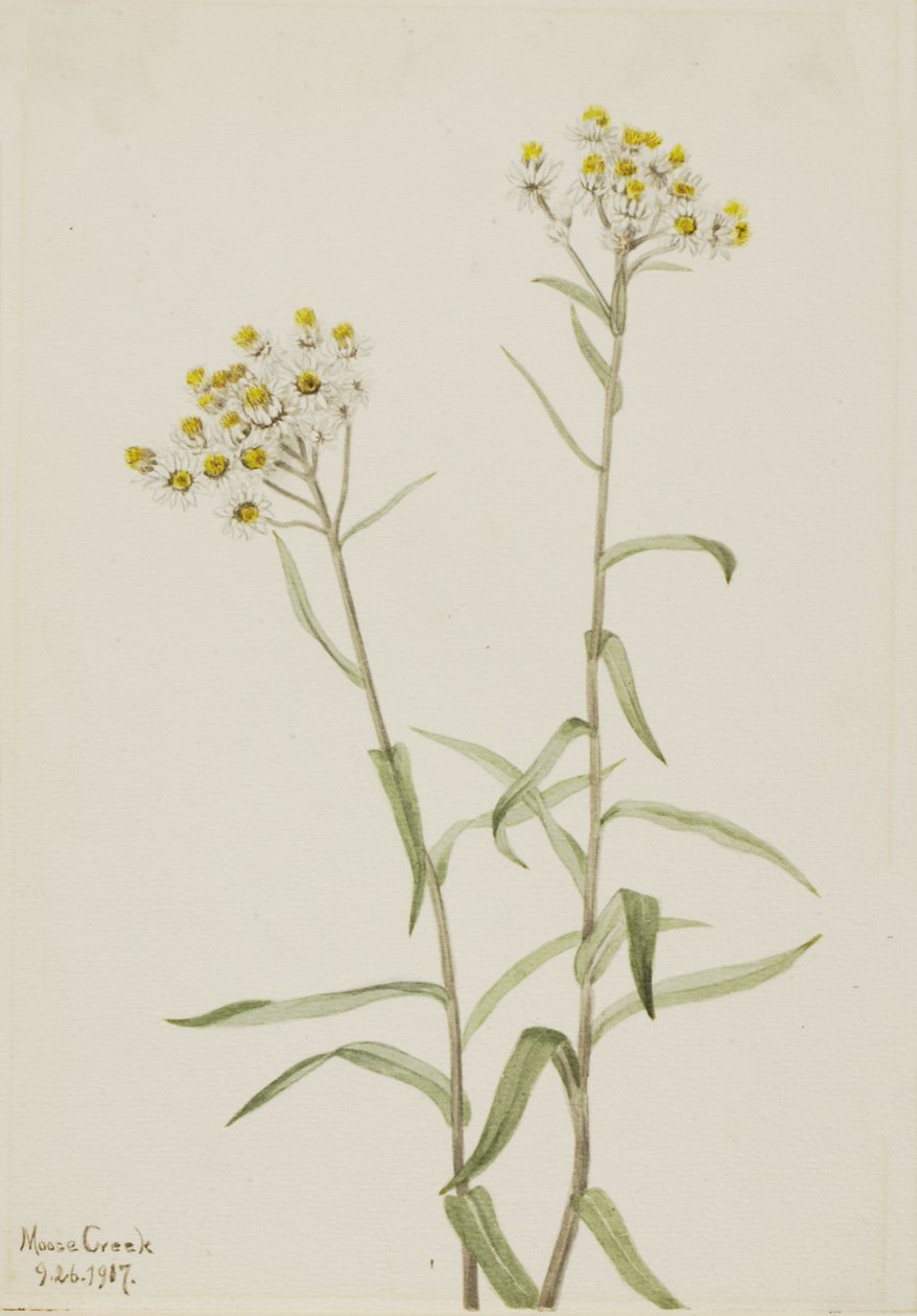 Pearl Everlasting Anaphalis margaritacea, 1917. de Mary Vaux Walcott