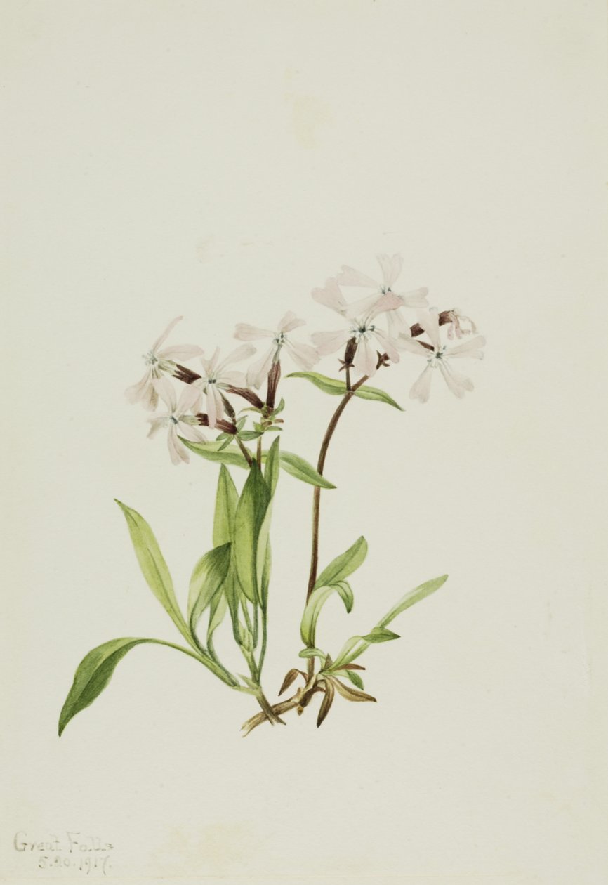 Peatpink Silene caroliniana, 1917. de Mary Vaux Walcott