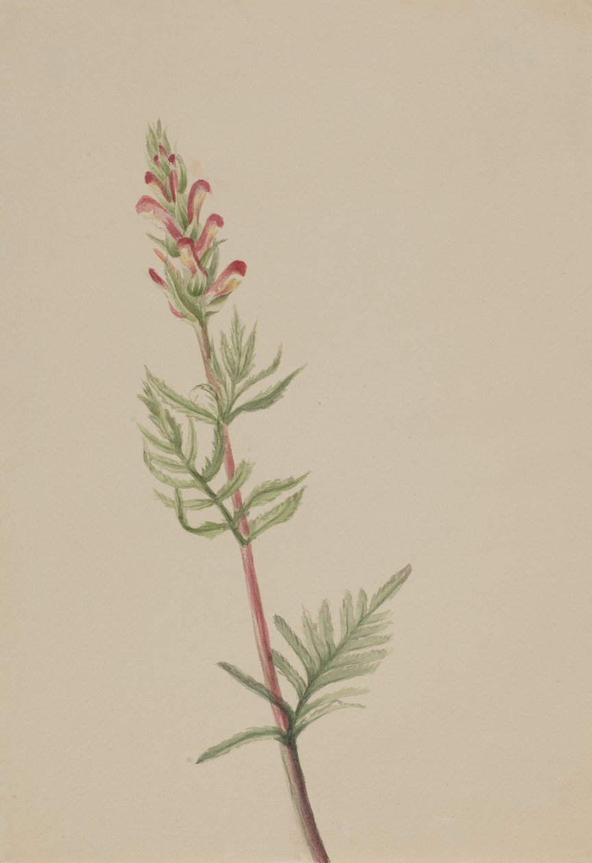 Pedicularis bracteosa, ca. 1917-1918. de Mary Vaux Walcott