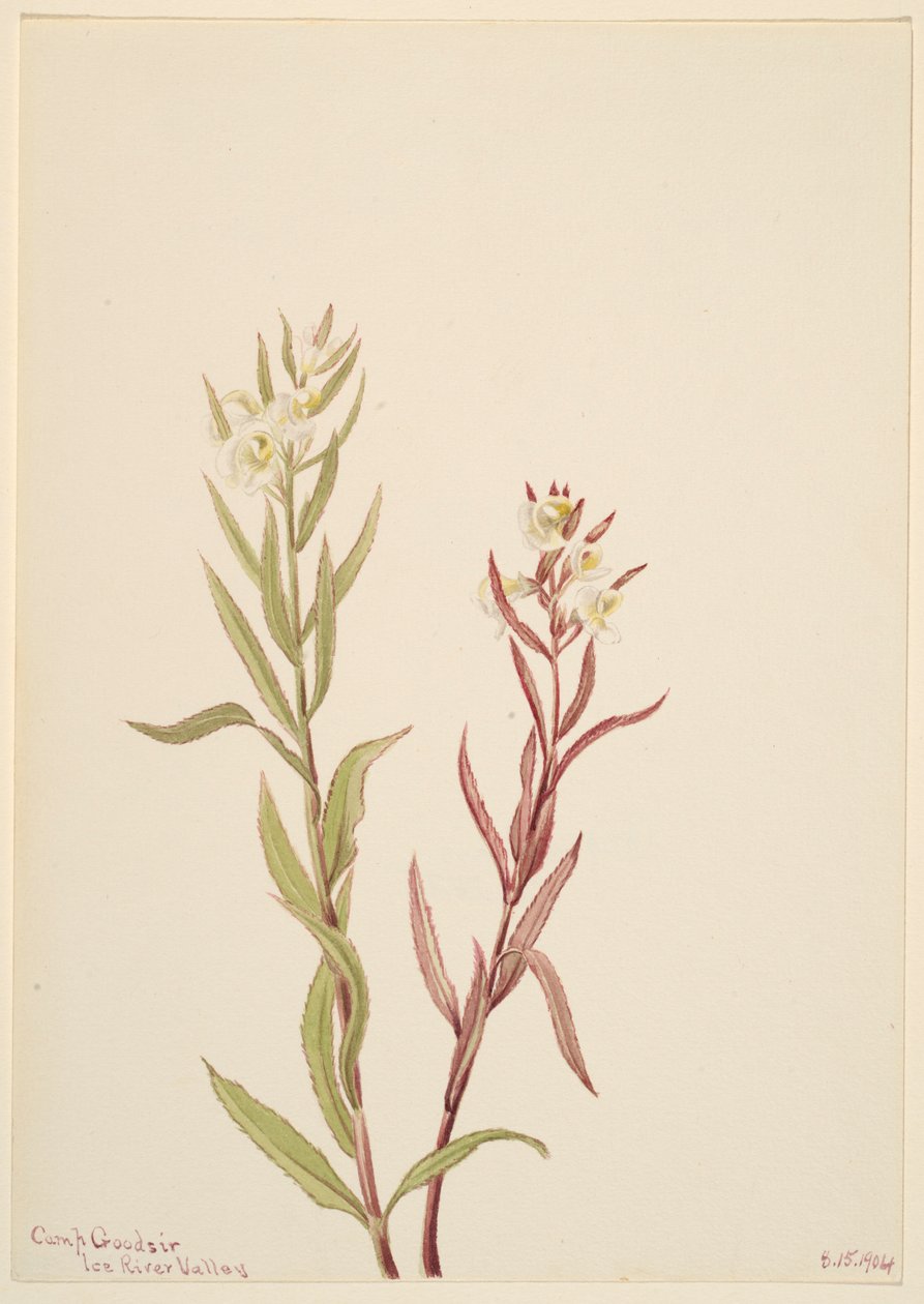 Pedicularis raremosa de Mary Vaux Walcott
