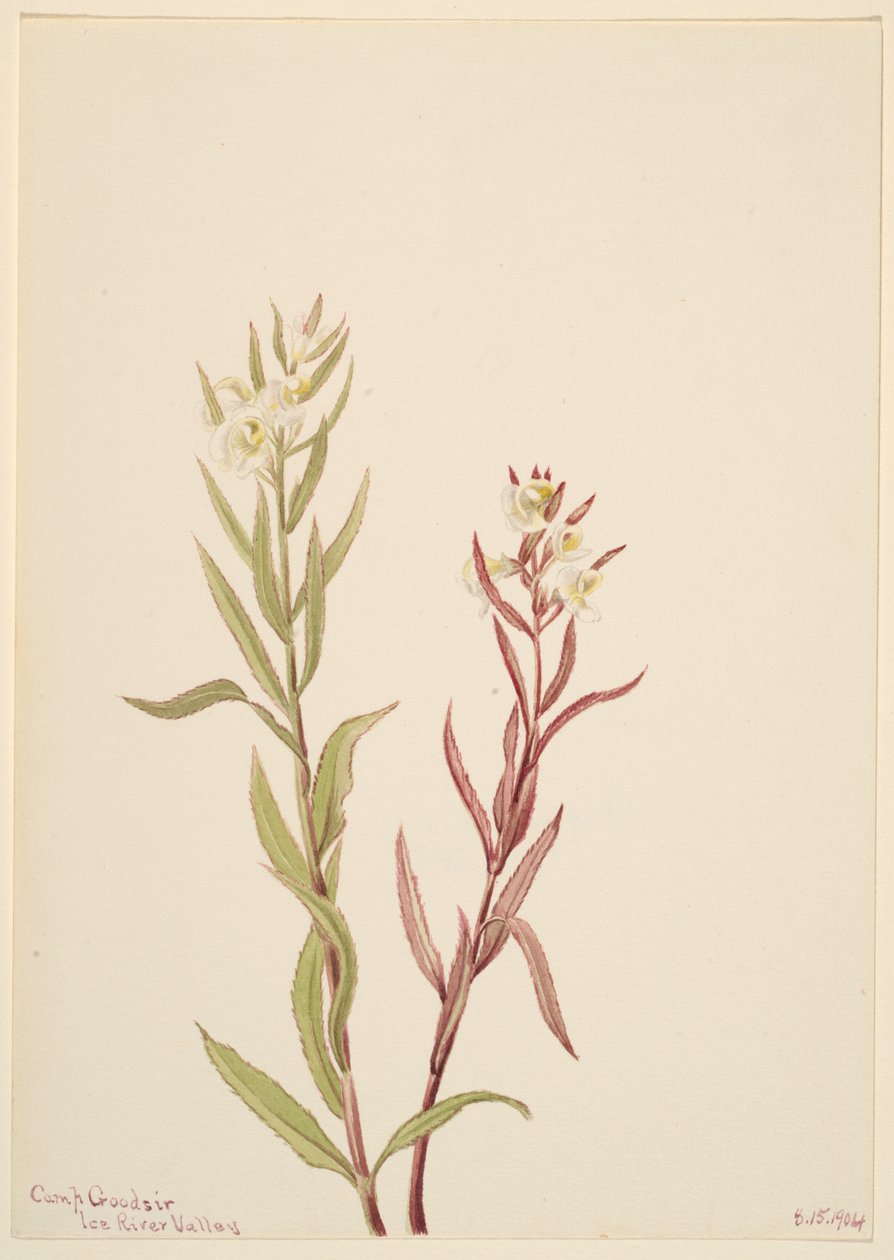 Pedicularis raremosa, 1904. de Mary Vaux Walcott